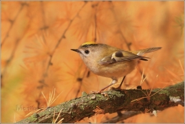 <p>KRÁLÍČEK OBECNÝ (Regulus regulus) /Goldcrest - Wintergoldhähnchen/</p>